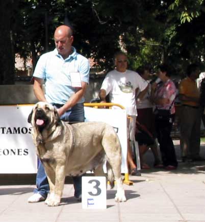 Tizona de Buxionte EXC. 3 - Open Class Females - AEPME Valencia de Don Juan, León, 02.09.2006
(Campero de Laciana x Granda de los Zumbos) 
Born: 10.06.2003


Keywords: 2006 buxionte