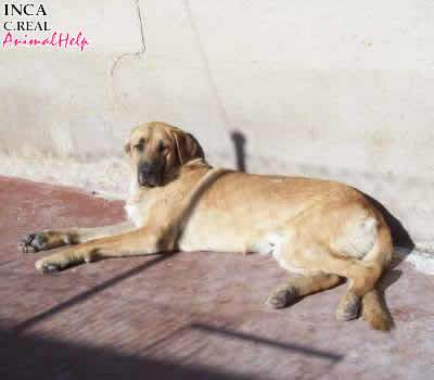 Adoption - INCA
Más fotos: [url=http://www.animalhelp.es/elmastin.htm] Web Animalhelp.es[/url]
CIUDAD REAL : * INCA * mastincillo de 12 meses juguetón y pachorras... 
Mastincillo de 10-12 meses que ya lleva unos meses con nosotros. Es muy pachorras, pero a la vez quiere jugar a pesar de lo grande que es de tamaño, es pequeño de edad..... 
Contacto : milaa21085@hotmail.com 
[url=http://www.animalhelp.es/elmastin.htm] WEB LABIENVENIDA [/url] 
Keywords: animalhelp