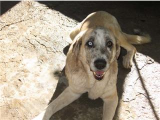 Adoption - BIMBO
www.arcanoecordoba.es
Raza : Mastín 
Edad : Enero 2004 
Sexo : MACHO 
Historia conocida :
Bimbo es un mastin precioso de unos 5 años de edad, su caracterisitca ...un ojo de cada color. Es muy cariñoso y se lleva bien con otros perros, aunque mejor con hembras. Unos 50 kilos de peso.

Contacto: elarcadenoecordoba@gmail.com 
 

Keywords: CÃ³rdoba, Spain