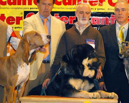 Concha de Babia, BIS Razas Españolas - International Dog Show León, Spain 24.09.2006
BOB, 2. in group 2 & BIS Spanish Breeds 
Keywords: 2006 babia