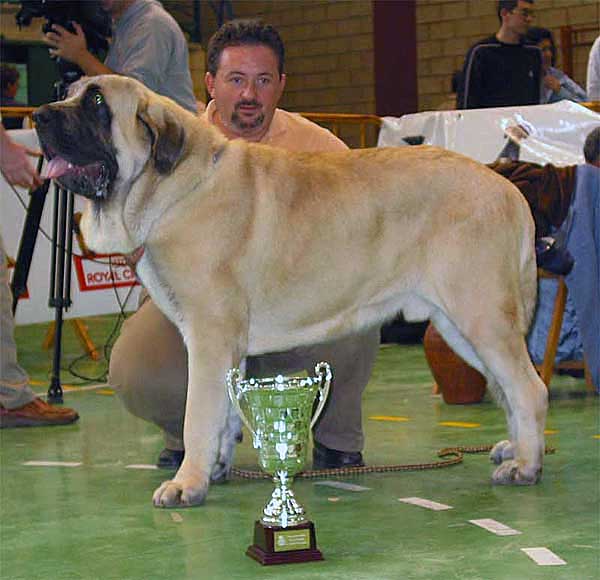 Sansón EXC. 1, CAC, BEST MALE & BEST IN SHOW - INTERMEDIATE CLASS MALES - XXV Monográfica AEPME, Agoncillo, La Rioja, Spain - 30.10.2005
(Ordoño x Princess de Vega Albares)
Born: 28.03.2004
Breeder: Angel Sáinz de la Maza
Owner: César Estébanez Alonso 
Keywords: 2005 baolamadera