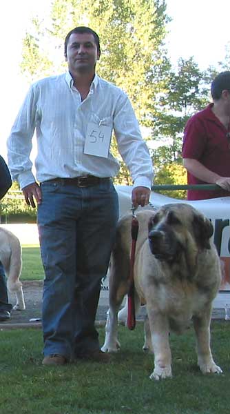 Bosnia de la Tercia - Open Class Females - AEPME Monográfica, Valencia de Don Juan, León, 18.09.2004
(Sony de Montes del Pardo x Anuna de la Mesta) 
Breeder: Luis Antonio Martínez
Owner: Sergio de Salas  

Keywords: 2004 pardo