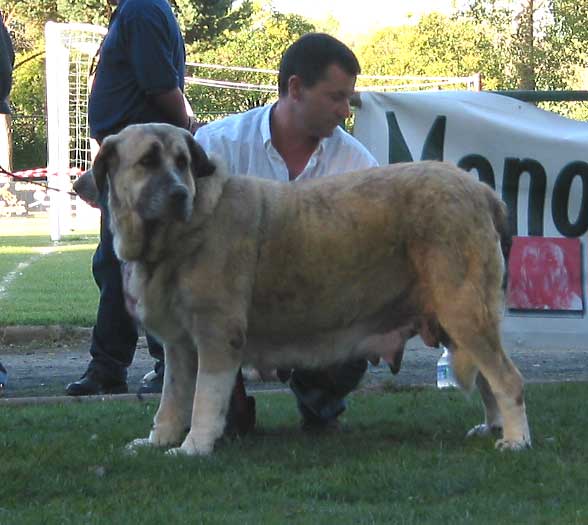 Bosnia de la Tercia - Open Class Females - AEPME Monográfica, Valencia de Don Juan, León, 18.09.2004
(Sony de Montes del Pardo x Anuna de la Mesta) 
Breeder: Luis Antonio Martínez
Owner: Sergio de Salas  

Keywords: 2004 pardo