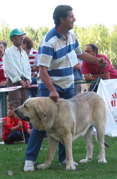 Braña de Galisancho - Intermediate Class Females - AEPME Monográfica, Valencia de Don Juan, León, 18.09.2004
(Ch. Ulises de Ablanera x Musa de Galisancho)
Breeder & owner: Pedro García  

Keywords: 2004