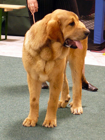 Anuler Alano: very promising 1 - Puppy Class Males, International show, Bratislava 10.05.2009
Keywords: 2009