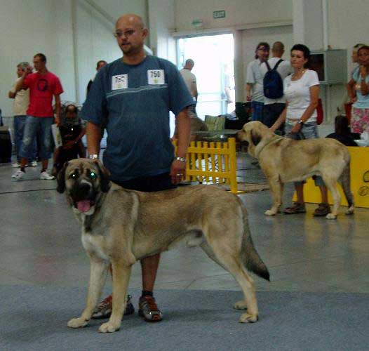 Alcazar Temudzin: 18.08: Good, 19.08: Exc.2, res. CAC & Ramonet: 18.08: Exc.1, CAC, CACIB, BOB, 19.08: Exc.1, CAC, CACIB - Intermediate Class Males, International show Bratislava 18/19.08.07
Keywords: 2007