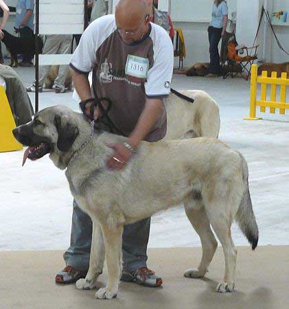 Alcazar Temudzin: Very Good 2 - Young Class Males, International show Bratislava 13.05.2007
Keywords: 2007