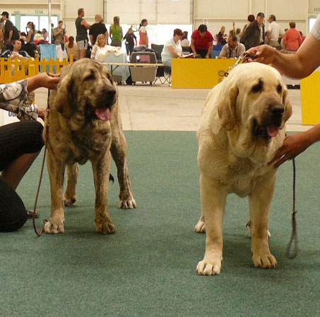 Jenny Mastibe: exc 1, CAC, res. CACIB (Intermediate Class Females) & Lois Tornado Erben: exc 1, CAC, CACIB, BOB (Champion Class Females), International show, Bratislava 10.05.2009
Keywords: 2009