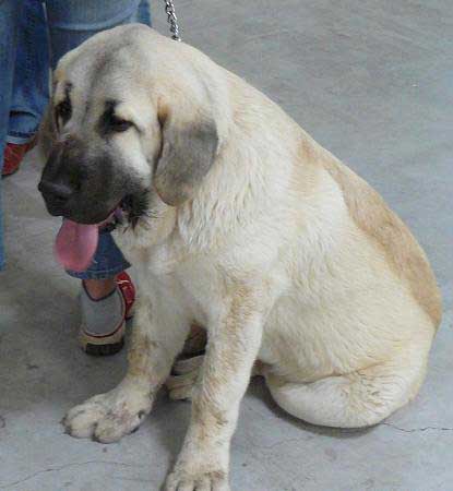 Lucius Tornado Erben: Very Promising 1 - Baby Class Males, International show Bratislava 13.05.2007
Mots-clés: 2007 tornado puppyczech puppy cachorro