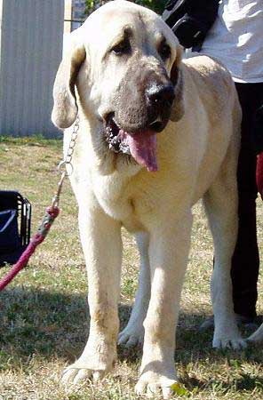 Lucius Tornado Erben: Very Promising 1 - Puppy Class Males, International show Bratislava 18.08.2007
Keywords: 2007