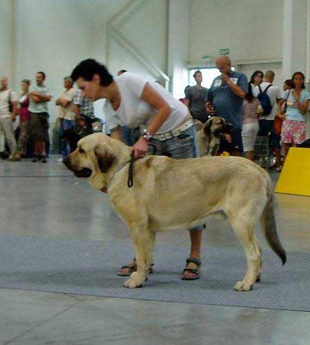 Ramonet: 18.08: Exc.1, CAC, CACIB, BOB & 19.08: Exc.1, CAC, CACIB - Intermediate Class Males, International show Bratislava 18/19.08.07
Keywords: 2007 tornado confundo