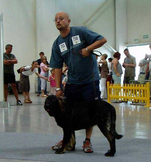 Sila de Zurita: Very Promising 1 - Baby Class Females, International show Bratislava 18/19.08.2007
Keywords: 2007