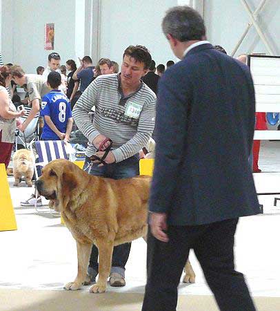 Historia Tornado Erben: Exc.1, CAC, CACIB, BOB - Intermediate Class Females, International show Bratislava 13.05.2007
Keywords: 2007 confundo