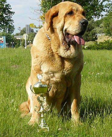 Historia Tornado Erben: Exc.1, CAC, CACIB, BOB - Intermediate Class Females, International show Bratislava 13.05.2007
Keywords: 2007 confundo