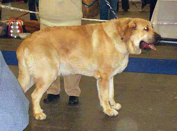 Donatello Beark Cerny Levhart - Exc 1, CAC, CACIB - Intermediate Class Males - International Show in Brno, Czech Republic 12-02-2006 
(Arak z Kraje Sokolu x Belize Cerny Levhart) 


Keywords: 2006