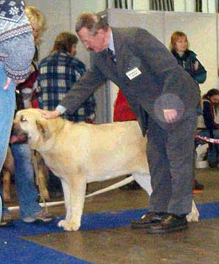 Amiga Zazi Bis Mastibe - Very Promising 1 - Puppy Class Females - International Show in Brno, Czech Republic 12-02-2006 
(Enamorado Ernesto Mastibe x Feya Mastibe) 

Keywords: 2006 mastibe