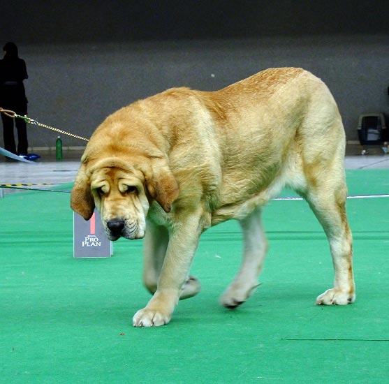 Amie Con Fundo - Exc.1, CAC, res.CACIB - Intermediate Class Females, International show Brno 06-07.02.10 
Keywords: 2010 confundo