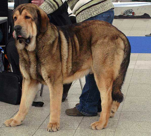 Argento Con Fundo: excellent 1, CAJC, BOB - Young Class Males, International Show, Brno, Czech Republic, 07-08.02.2009
(Basil Mastifland x Historia Tornado Erben)
Born: 25.02.2008

Photo: Iva Jarova, 'Mastibe' © Copyright
Keywords: 2009 confundo