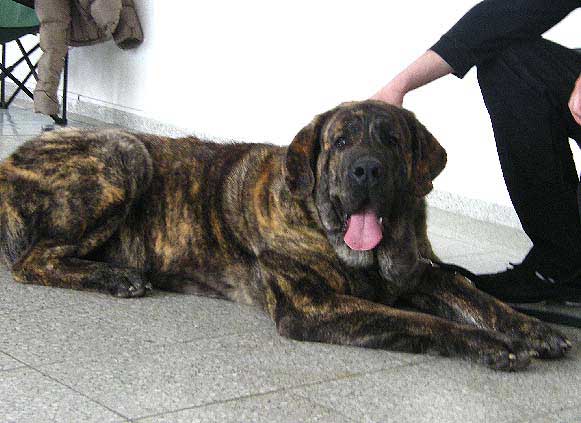 Chebaart Zaark Mastibe: excellent 1, CAC, res. CACIB - Intermediate Class Males, International Show, Brno, Czech Republic, 07-08.02.2009
(Arak z Kraje Sokolu x Amiga Zazi Bis Mastibe)
Born: 22.07.2007

Photo: Iva Jarova, 'Mastibe' © Copyright
Keywords: 2009 mastibe