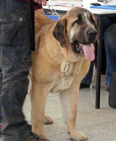 Chiwas z Kraje Sokolu: Very promising 1 - Puppy Class Males, International Show, Brno, Czech Republic, 07-08.02.2009
(Amigo Zeus Bis Mastibe x Feimi z Kraje Sokolu)
Born 14.05. 2008) 

Photo: Iva Jarova, 'Mastibe' © Copyright
Keywords: 2009 sokol