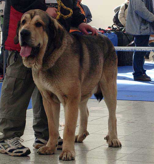 Freon z Kraje Sokolu: excellent 1, CAC, CACIB - Open Class Males, International Show, Brno, Czech Republic, 07-08.02.2009
(Sultan x Aylen z Kraje Sokolu)
Born: 31.01.2006

Photo: Iva Jarova, 'Mastibe' © Copyright
Keywords: 2009 sokol