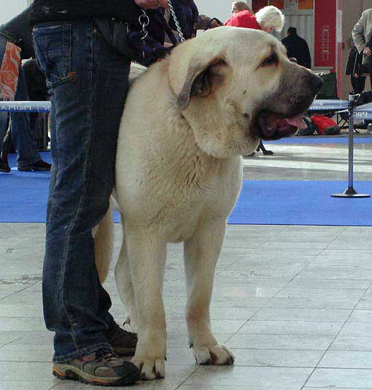 Pepe Tornado Erben: very good 3 - Young Class Males, International Show, Brno, Czech Republic, 07-08.02.2009
Ramonet x Florita Maja Tornado Erben 
Born: 01.03.2008

Photo: Iva Jarova, 'Mastibe' © Copyright
Keywords: 2009 tornado