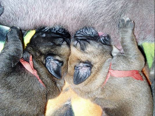 Brother and sister
(Druso de la Aljabara x Ch. Cassandra Tornado Erben)
 

Keywords: tornado puppy cachorro