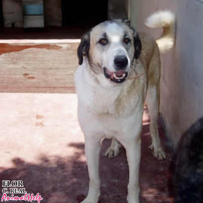 Adoption - FLOR
Más fotos: [url=http://www.animalhelp.es/elmastin.htm] Web Animalhelp.es[/url]
CIUDAD REAL : * FLOR * MASTINA PRECIOSA DE 2 AÑOS, BUENÍSIMA, ADORA A LAS PERSONAS, NO HA TENIDO SUERTE EN SU VIDA.
Mastina de 2-3 años, buenísima, se lleva bien con perros y adora a las personas. Esterilizada, con chip y primera vacuna.
Me la encontré en el camino de unos viveros. Fué adoptada junto a otro mastín, pero solo los querían para que cuidaran de una parcela.
Apenas iban a verlos y a ponerles comida y agua. Ambos se escaparon y ni siquieran han venido a preguntar por ellos.
Contacto : milaa21085@hotmail.com 
[url=http://www.animalhelp.es/elmastin.htm] WEB LABIENVENIDA [/url] 



Keywords: animalhelp