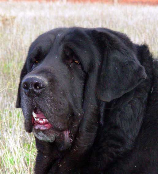 Carbonero de Fuente Mimbre
Ch. Nalon de Ablanera x Gorga de Fuente Mimbre.
Born: 13.03.2003
 

Keywords: fuentemimbre head portrait cabeza