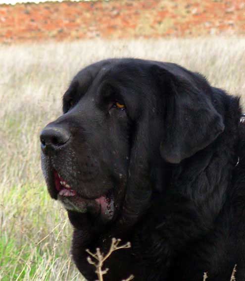 Carbonero de Fuente Mimbre
Ch. Nalon de Ablanera x Gorga de Fuente Mimbre.
Born: 13.03.2003
 

Keywords: head portrait cabeza