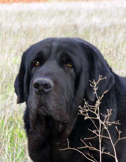 Carbonero de Fuente Mimbre
Ch. Nalon de Ablanera x Gorga de Fuente Mimbre.
Born: 13.03.2003
 

Keywords: head portrait cabeza