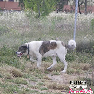 Adoption - BRUTO (Cáceres)
Más fotos: [url=http://www.animalhelp.es/elmastin.htm] Animalhelp [/url]
CÁCERES: * BRUTO * Grande, serio, tranquilo, buenazo...
No apto con machos...

Contacto: 
Isabel: isabelxxx17@hotmail.com - protectoracaceres@gmail.com
Teléfonos: 667 287 345 - 676 809 392

Keywords: animalhelp