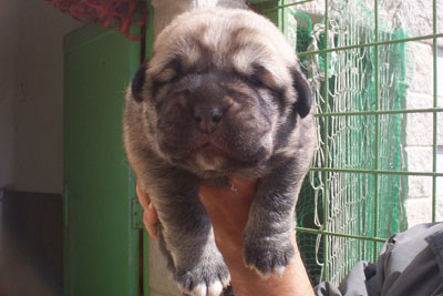 Puppy - 10 days
Moroco de Fuente Mimbre x Gorga de Fuente Mimbre 
Keywords: puppyspain puppy cachorro