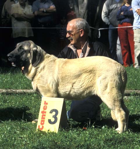 3. Gala de Autocan - Puppy Class Females, Barrios de Luna, León, 12.09.2004
Keywords: 2004 autocan