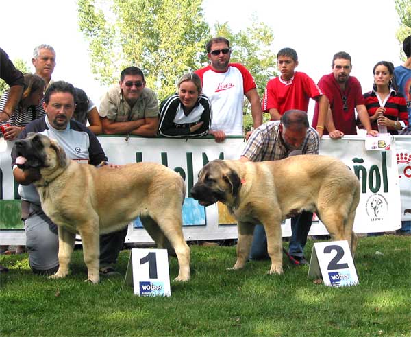 1º Sansón & 2º Ron - Puppy Class Males - AEPME Monográfica, Valencia de Don Juan, León, 18.09.2004
(Ordoño x Princess de Vega de Albares)
Born: 28.03.2004
Breeder: Angel Sáinz de la Maza
Owner: César Estébanez Alonso  

Keywords: 2004