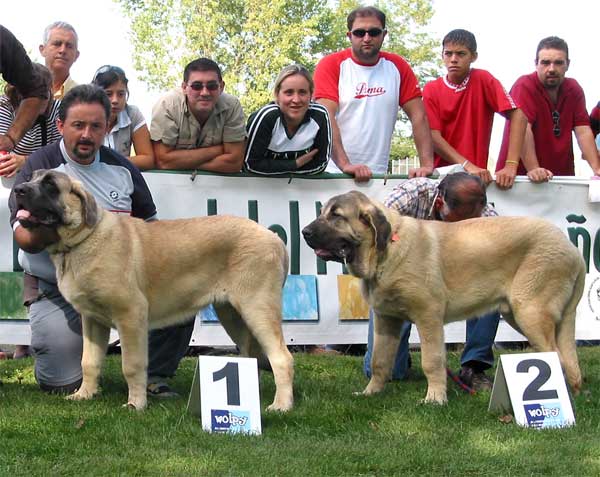 1º Sansón & 2º Ron- Puppy Class Males - AEPME Monográfica, Valencia de Don Juan, León, 18.09.2004
(Ordoño x Princess de Vega de Albares)
Born: 28.03.2004
Breeder: Angel Sáinz de la Maza
Owner: César Estébanez Alonso  

Keywords: 2004