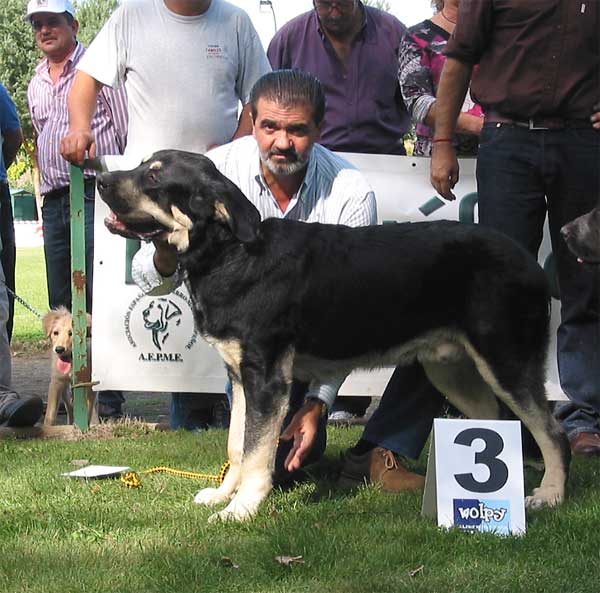 3º Pino de Montes del Pardo - Puppy Class Males - AEPME Monográfica, Valencia de Don Juan, León, 18.09.2004
(Rigodón de Fontanar x Farruca de Montes del Pardo) 
Breeder: Sergio de Salas
Owner: David González

 

Keywords: 2004