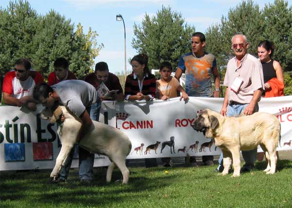 Puppy Class Females: Paloma de Autocan & Gala de Autocan - AEPME Monográfica, Valencia de Don Juan, León, 18.09.2004
Paloma de Autocán: (Ch. Ron de Autocán x Reina de Autocán) 
Gala de Autocán: (Ch. Ron de Autocán x Dama II de Autocán) 
Breeder & owner: Isidro García  

Keywords: 2004 autocan