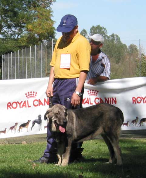 Puppy - AEPME Monográfica, Valencia de Don Juan, León, 18.09.2004
Keywords: 2004 puppy cachorro