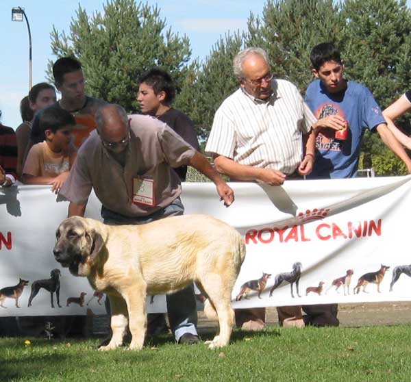 Cala de Autocán - Puppy Class Females - AEPME Monográfica, Valencia de Don Juan, León, 18.09.2004
(Ch. Ron de Autocán x Dama II de Autocán) 
Breeder & owner: Isidro García  

Keywords: 2004 autocan