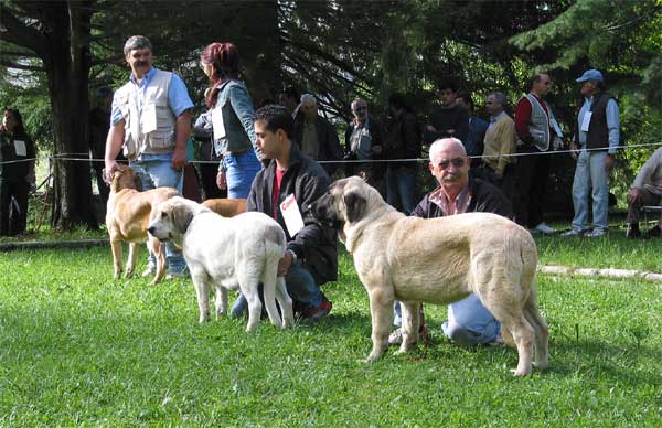 Paloma de Autocan & Cala de Autocan - Puppy Class Females - Barrios de Luna, León, 12.09.2004
Paloma de Autocán (Ch. Ron de Autocán x Reina de Autocán) 
Cala de Autocán (Ch. Ron de Autocán x Dama II de Autocán) 
Breeder & owner: Isidro García 
 

Keywords: 2004 puppy cachorro