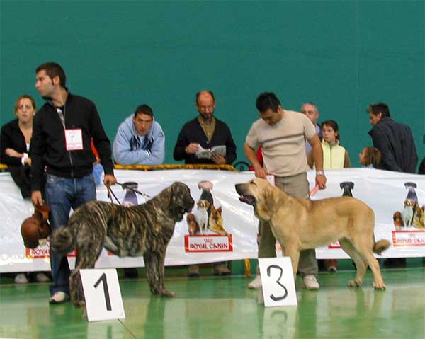 Bruma de Valdejera, Promising 1 - Boma de Valdejera, Promising 3 - PUPPY CLASS FEMALES - XXV Monográfica AEPME 30.10.2005
Bruma: (Tajo de la Peña Mora x Moira de Valdejera) - Born: 15.03.2005 - Breeder: Eduardo Sierra, owner: José Félix Ortiz Bellido 
Boma: (Tajo de la Peña Mora x Moira de Valdejera) - Born: 15.03.2005 - Breeder: Eduardo Sierra, owner: Jorge Rubio Martínez  

Keywords: 2005