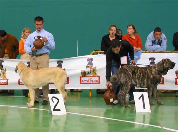 Niebla de Montes del Pardo, Promising 2 - Bruma de Valdejera, Promising 1 - PUPPY CLASS FEMALES - XXV Monográfica AEPME 30.10.2005
Niebla: (Oliveros x Roja de Montes del Pardo) - Born: 12.05.2005 - Breeder: Sergio de Salas, owner: José López Vidad
Bruma: (Tajo de la Peña Mora x Moira de Valdejera) - Born: 15.03.2005 - Breeder: Eduardo Sierra, owner: José Félix Ortiz Bellido


Keywords: 2005