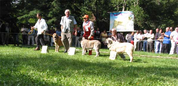 2: Abadesa de Abelgas, 1: Rota de Reciecho, 3: Gala de Autocan - Puppy Class Females - Cachorros Hembras - Barrios de Luna, León, 12.09.2004
Keywords: 2004