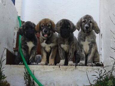 Cachorros Segar de Las Cañas
De izquierda a derecha 
Aracena Segar de las Cañás 
Retama Segar de las Cañás 
Zulema Segar de las Cañás 
Troyana Segar de las Cañás

Keywords: segar