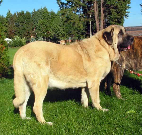 Cala de Autocan - Exc. 1 Intermediate Class Females - XXV Monográfica AEPME - 30.10.2005
Ch. Ron de Autocan x Dama II de Autocan
Born: 14.04.2004 
Breeder & owner: Isidro García  

Keywords: 2005 autocan