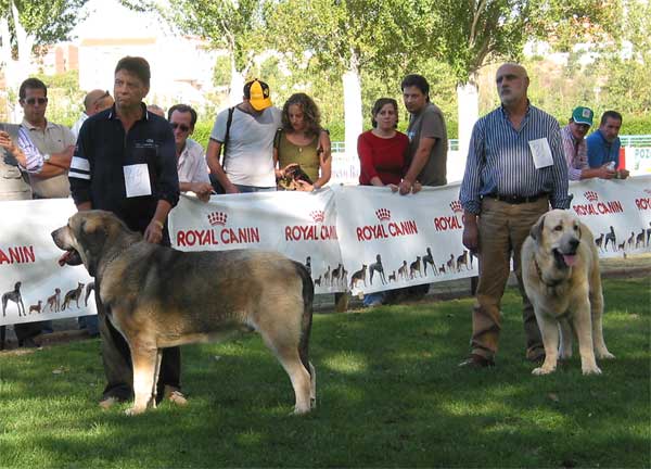 Campanero de Campollano & Llanero de Ablanera - AEPME Monográfica, Valencia de Don Juan, León, 18.09.2004
Campanero de Campollano: (Tizón de Fuente Mimbre x Salsa de Campollano) Breeder: José Luis Moncada, owner: José Estévez
Llanero de Ablanera: (Ch. Cañon de Fuente Mimbre x Nena de Ablanera) Breeder & owner: Angel Fernández  

Keywords: 2004