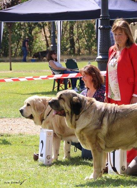 Campeones hembras: Niké Charley Tornado Erben, Fortuna de Hazas de Cesto - XXXVIII Monográfica Nacional AEPME - Gordoncillo, Leon 08.09.2018
Keywords: 2018