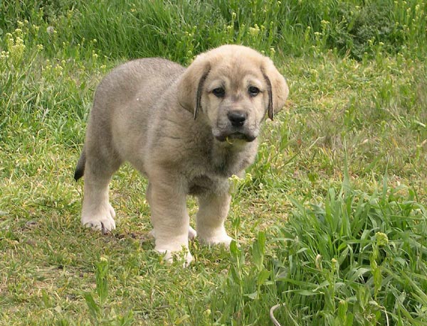 Candela de Fuente Mimbre
Moroco de Fuente Mimbre x Gorga de Fuente Mimbre.
 

Keywords: puppyspain puppy cachorro