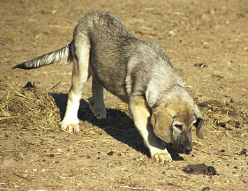 Puppies from La Vicheriza, León, Spain 1999
Photo: Sally Nielsen - © Copyright 
Keywords: cachorro leones